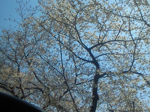 2012 桜.jpg